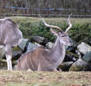 A Kudu (Tragelaphus Strepsiceros) en el zoológico de Colchester, Reino Unido.