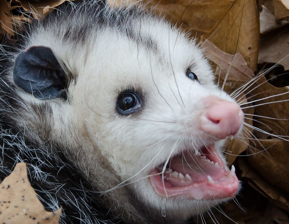 animal-extremado-cierre de cerca-opossum-amenazador
