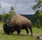 Bisonte, Yellowstone