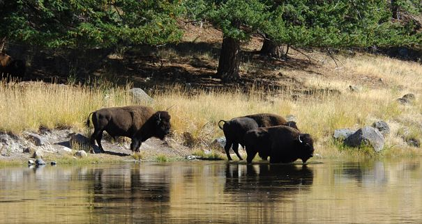 bisonte en el río