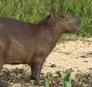 Capibara en Brasil