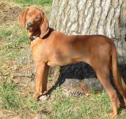 Coonhound Redondo