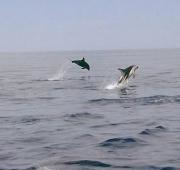 Delfines Oscuros saltando