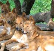 Dingo (Canis Lupus Dingo)