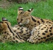 Dos sirvientes jóvenes (Leptailurus serval) en el zoológico de Thoiry