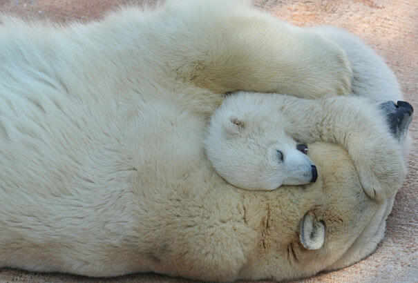 el oso polar abrazando a su cachorro