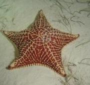 Estrella de mar (Protoreaster Nodosus)