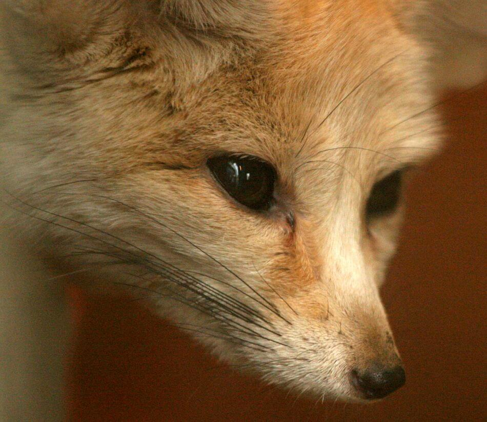 fennec fox primer plano extremo
