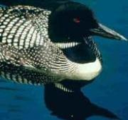 Great Northern Diver o Loon común (Gavia immer)