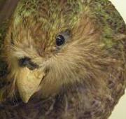 Kakapo (Strigops Habroptilus)