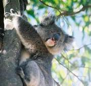 Koala mirando hacia abajo, Isla Canguro