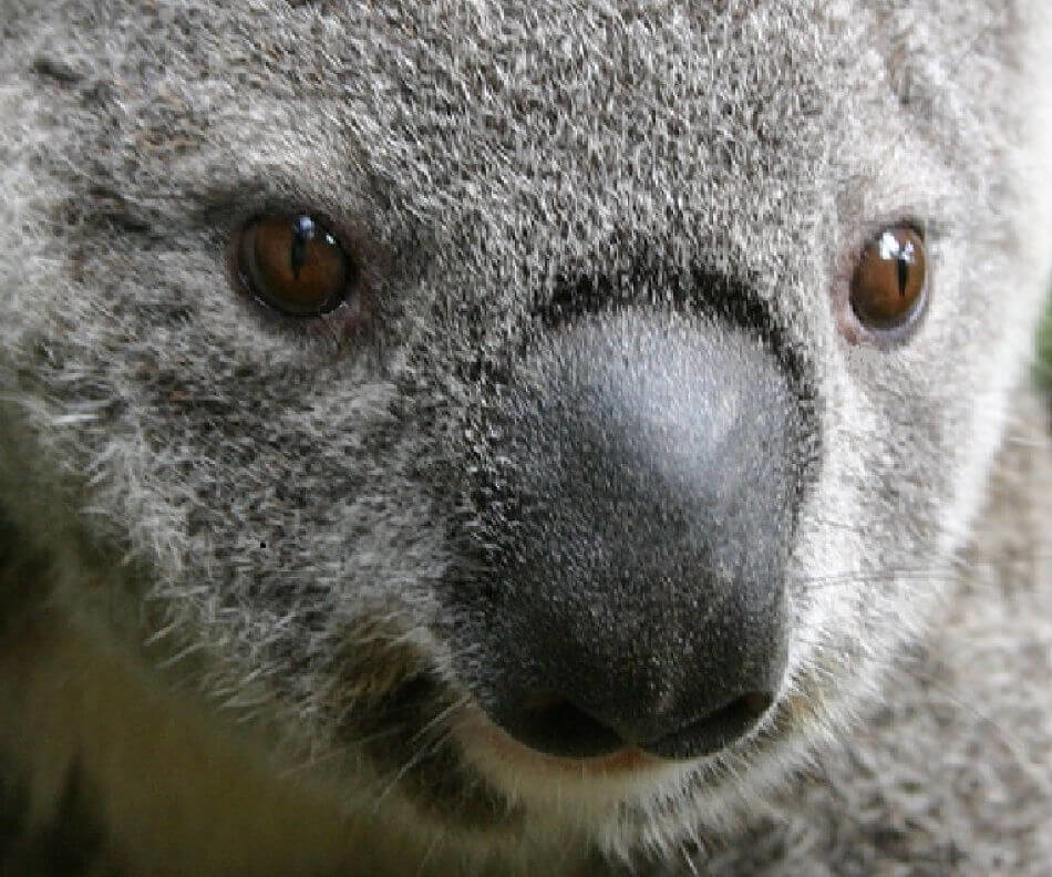 koala oso extremadamente cerca