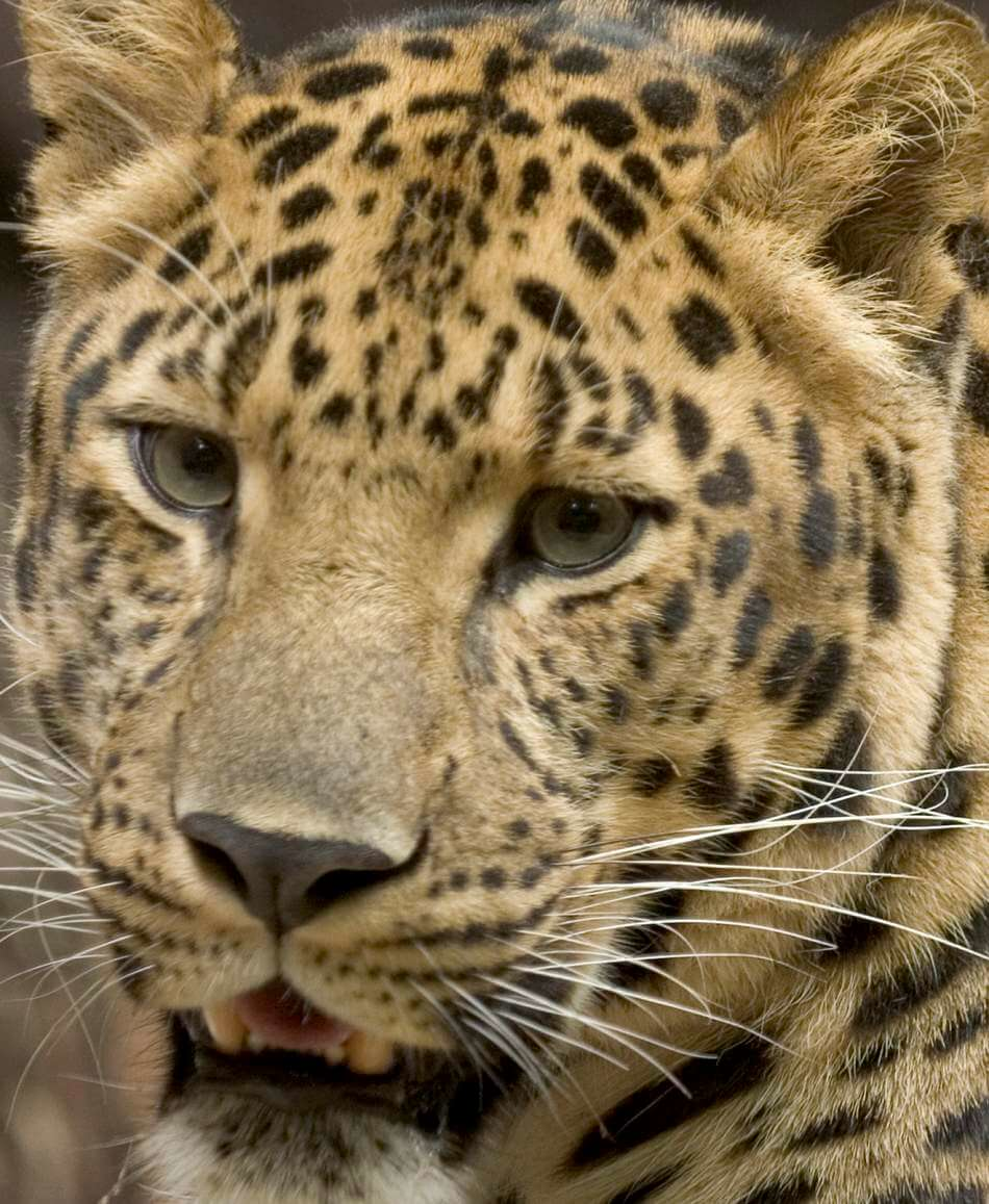 leopardo primer plano extremo