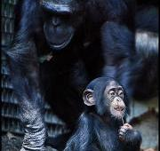Madre y bebé Chimpancé en el zoológico de Baltimore