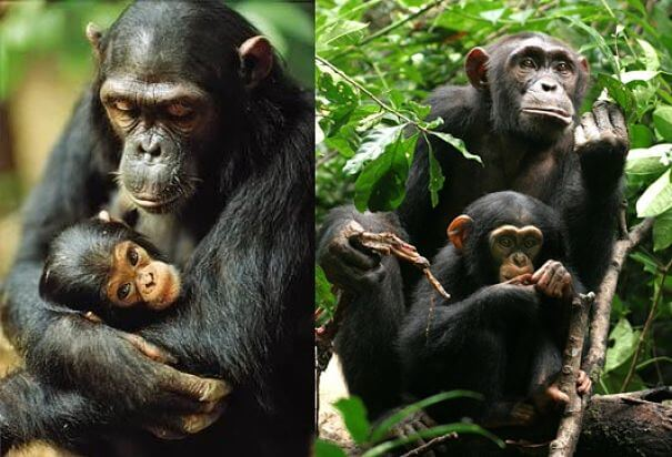 madres chimpancés y bebés