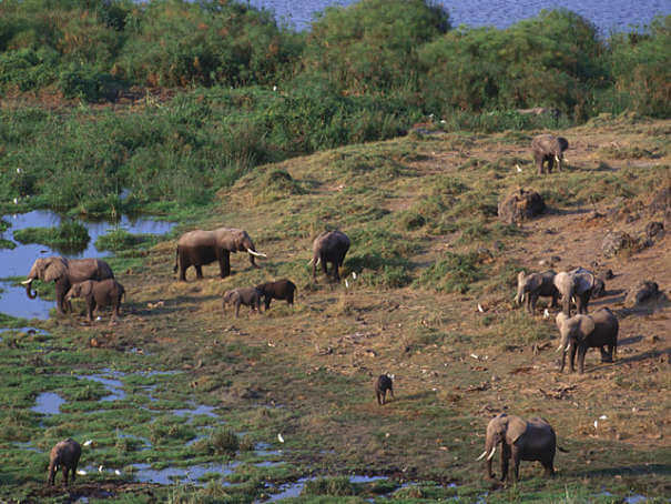 manada de elefantes