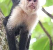 Mono capuchino de cara blanca en el Parque Nacional Manuel Antonio, Costa Rica