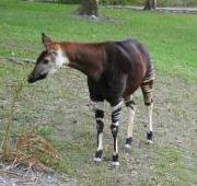 Okapi johnstoni, zoológico de Miami