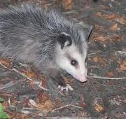 Opossum Joven