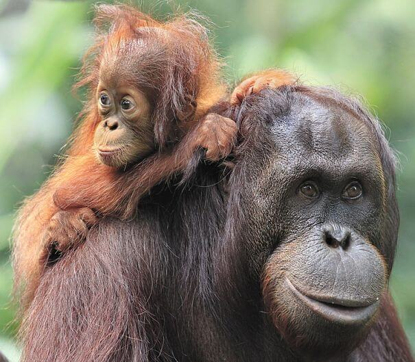orangután infantil