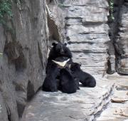 Osito negro asiático con crías en Denver Zoo
