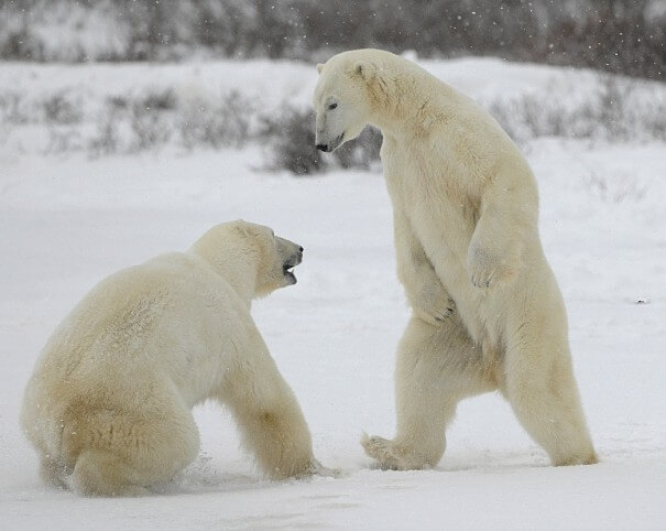osos polares figuring
