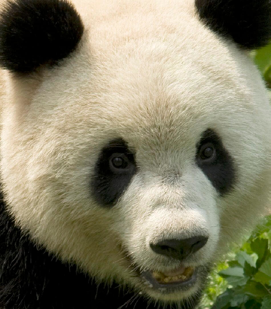 panda gigante de primer plano extremo