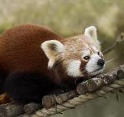 Panda roja (Ailurus fulgens) en el zoológico de Munich