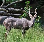 Pequeño Kudu (Tragelaphus imberbis)