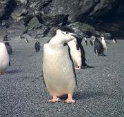 Pingüino barbijo, Isla de las focas