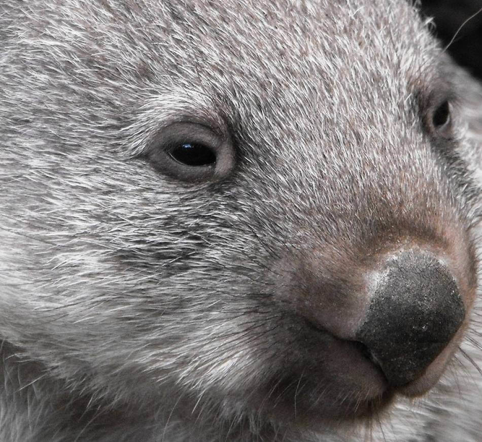 primer plano extremo wombat