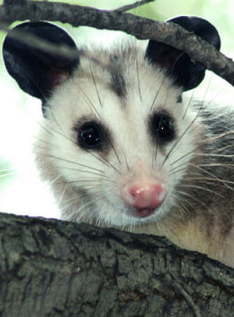 Retrato de Opossum