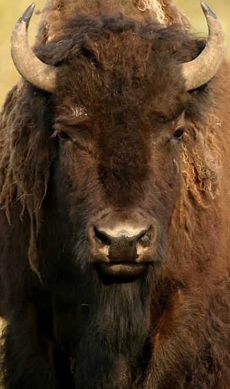 retrato de un bisonte americano