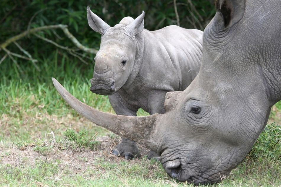 rinoceronte madre y bebé