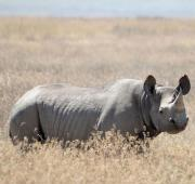 Rinoceronte negro (Diceros bicornis) en el área de conservación de Ngorongoro, Tanzania