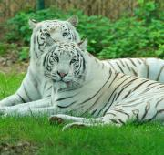 Tigres blancos en Hollywood y Safaripark Sukenbrock