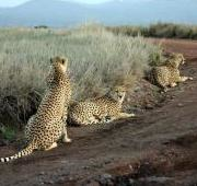 Tres guepardos en el parque de Lewa, Kenia