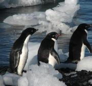 Tres pingüinos de Adelie.