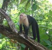 Un capuchino de cabeza blanca en el Parque Nacional Manuel Antonio de Costa Rica