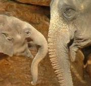 Un elefante asiático (Elephas maximus) llamado Tamar y su bebé de 13 meses, Gabi, en el zoológico bíblico de Jerusalén.