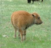 Un joven bisonte en el parque estatal de Custer