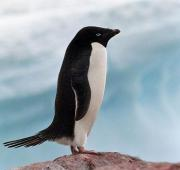 Un Pingüino de Adelie