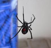 Una araña viuda negra (Latrodectus mactans) suspendida en su telaraña.