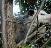 Virginia Opossum (Didelphis virginiana) en un enebro en el noreste de Ohio.
