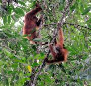 Wild Sumatran Orang-utans, Gunung Leuser NP, Sumatra