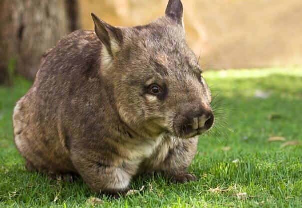wombat barbudo