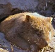 Wombat durmiendo
