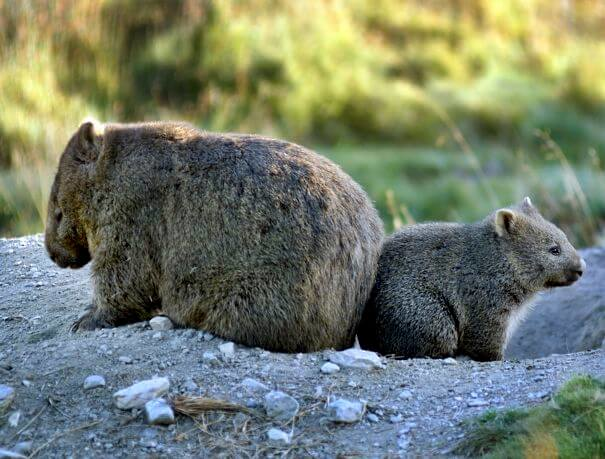 wombat madre y bebé